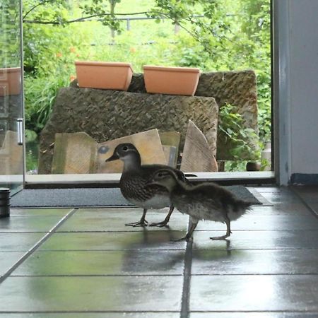 Apartament Gerberhaus Chociebuż Zewnętrze zdjęcie